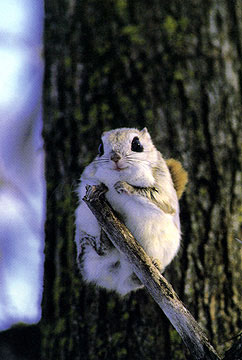 Momonga